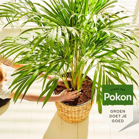 Pokon potgrondzak naast geplante palm in mand