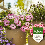 Roze margrieten in pot op balkon, met Pokon productlabel