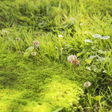 Groene grasmat met mos en kleine onkruidplantjes tussen het gras