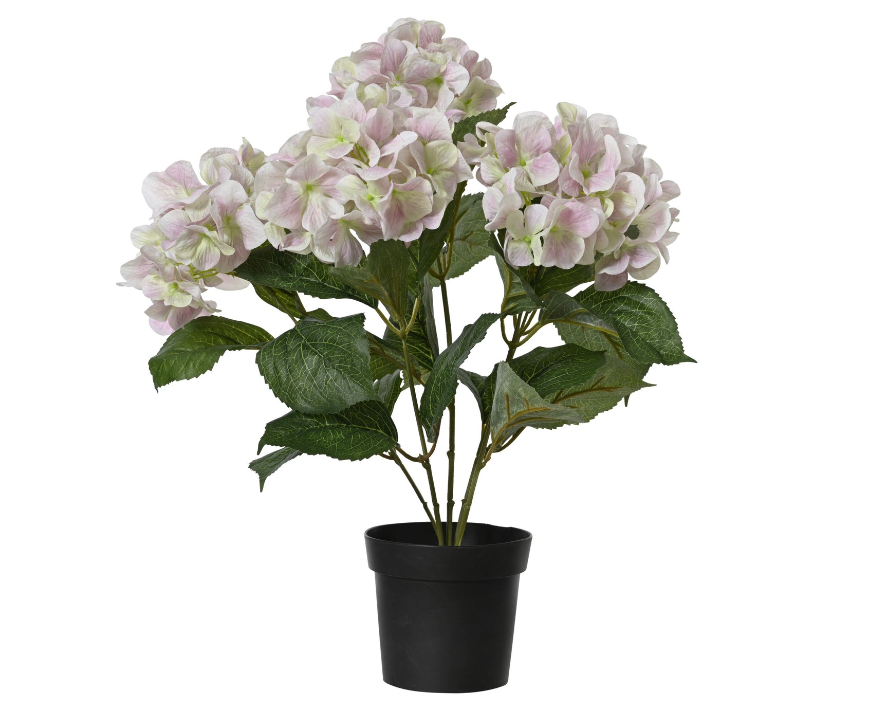 Hortensia polyester