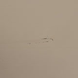 DAILY CLOSET SINGLE 50X50 CM GRENEN DAKARGRAU [fsc]