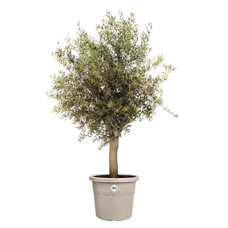 Elho - algarve cilindro 40cm paddenstoel beige