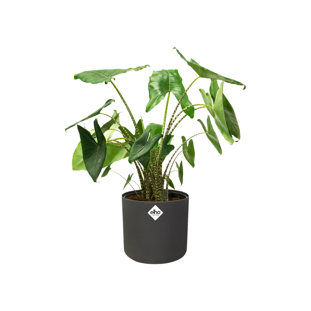 Antraciet ronde plantenpot met elho-logo, gevuld met groene plant