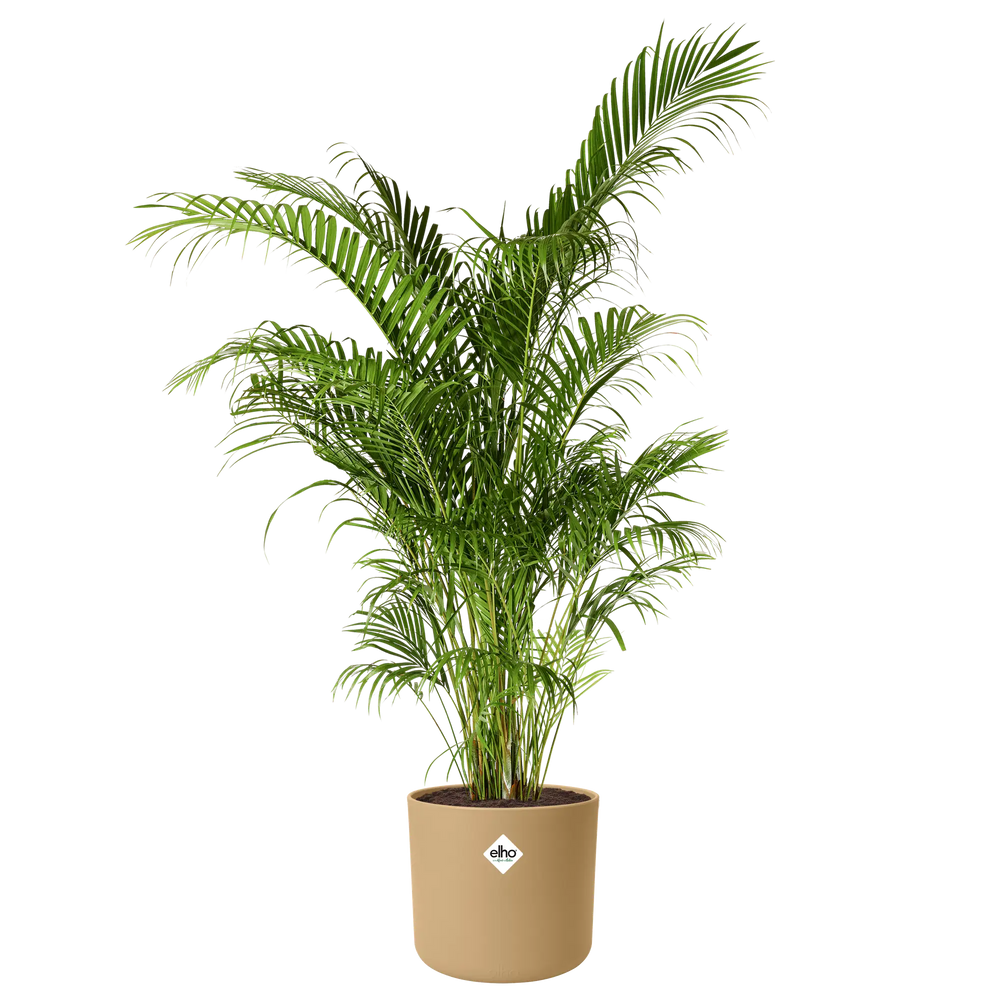 Elho b.for soft ronde plantenpot met groen palmachtig blad, zand/goudkleurig