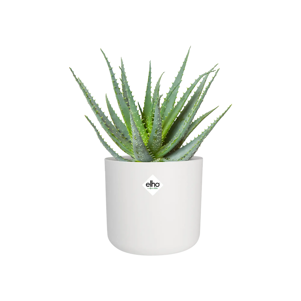 Witte ronde bloempot met groene cactusplanten