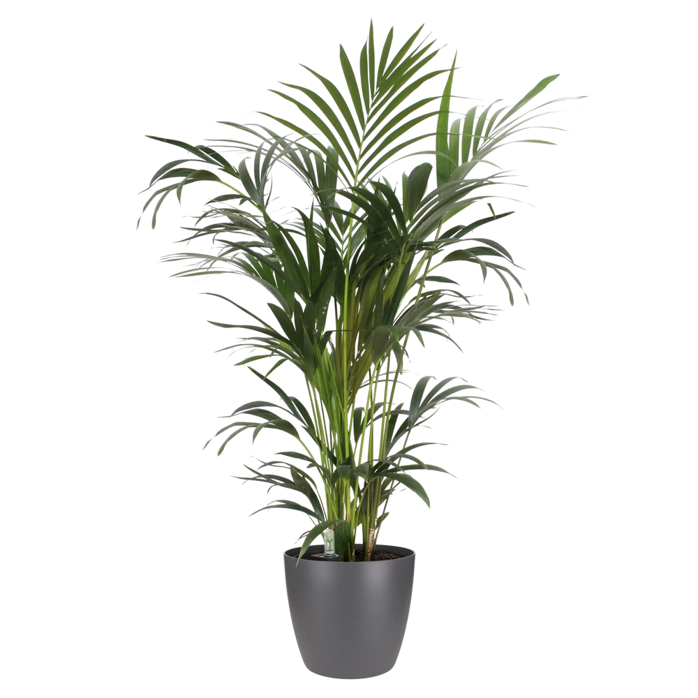 Antraciete ronde bloempot met pluimvormige groene plant