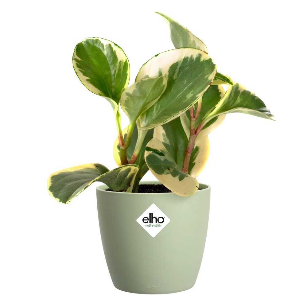 Elho mini plantenpot sorbetgroen met plant en bontgroene bladeren