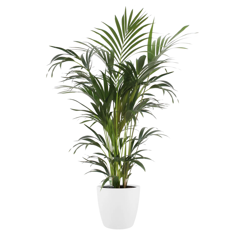 Elho witte ronde plantenpot met hoge groene plant