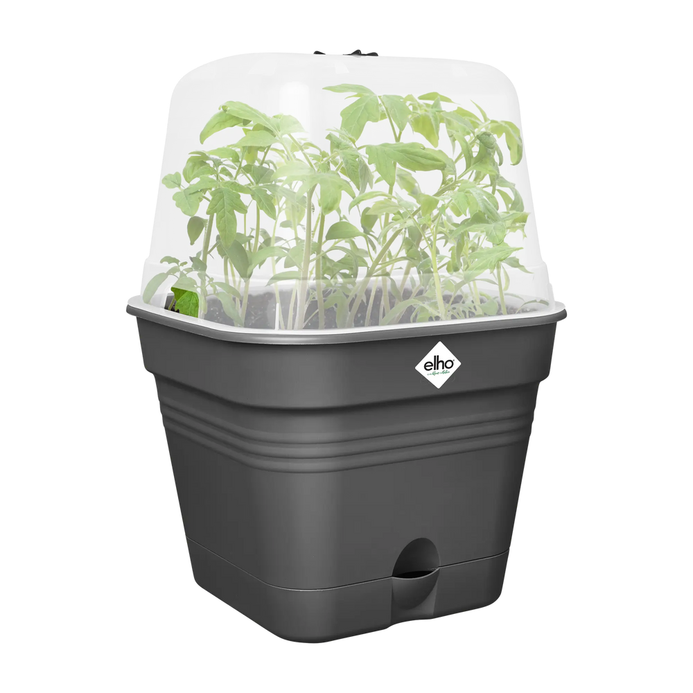 Vierkante kweekpot met transparant deksel en voorgekiemde plantjes in donkere bak