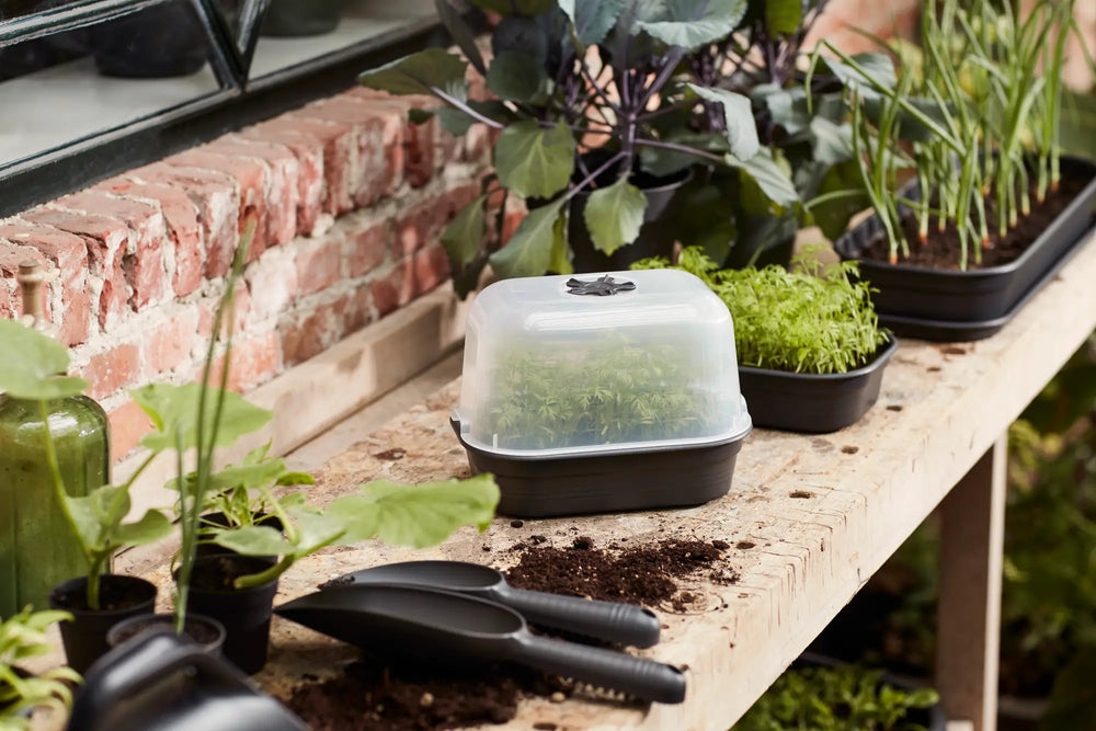 Elho kweektray met aarde en plantjes, donkergrijze bak op balkonplank