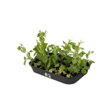 Elho - green basics kweektray m B 36 x H 6 x D 27 cm