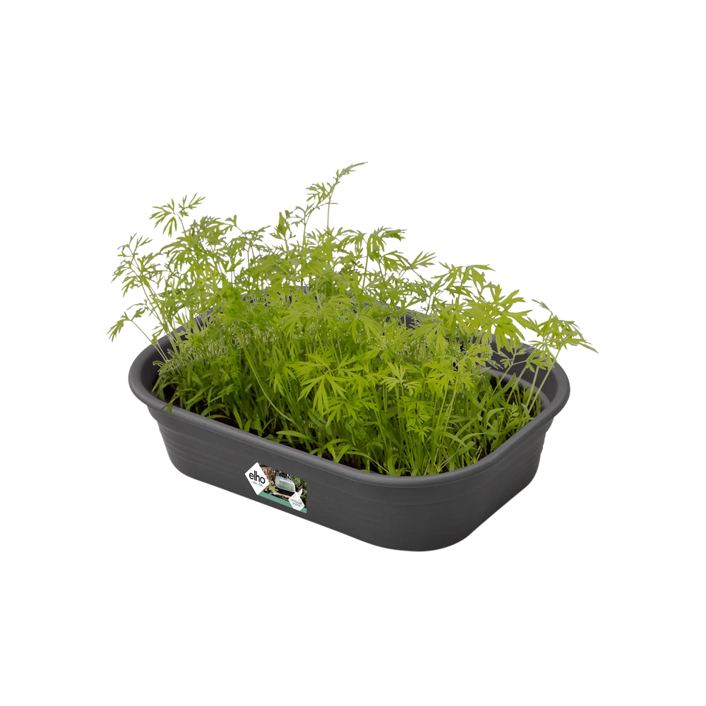 Elho kweektray gevuld met jonge kiemplanten, donkergrijze kunststof bak