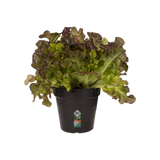 Elho - gb growpot 11 living black