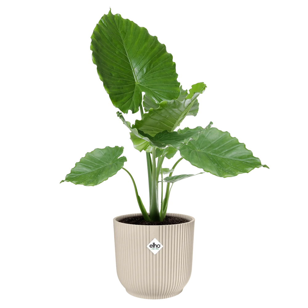 Elho Vibes fold plantenpot met groene bladeren, wit linnen, ribbels