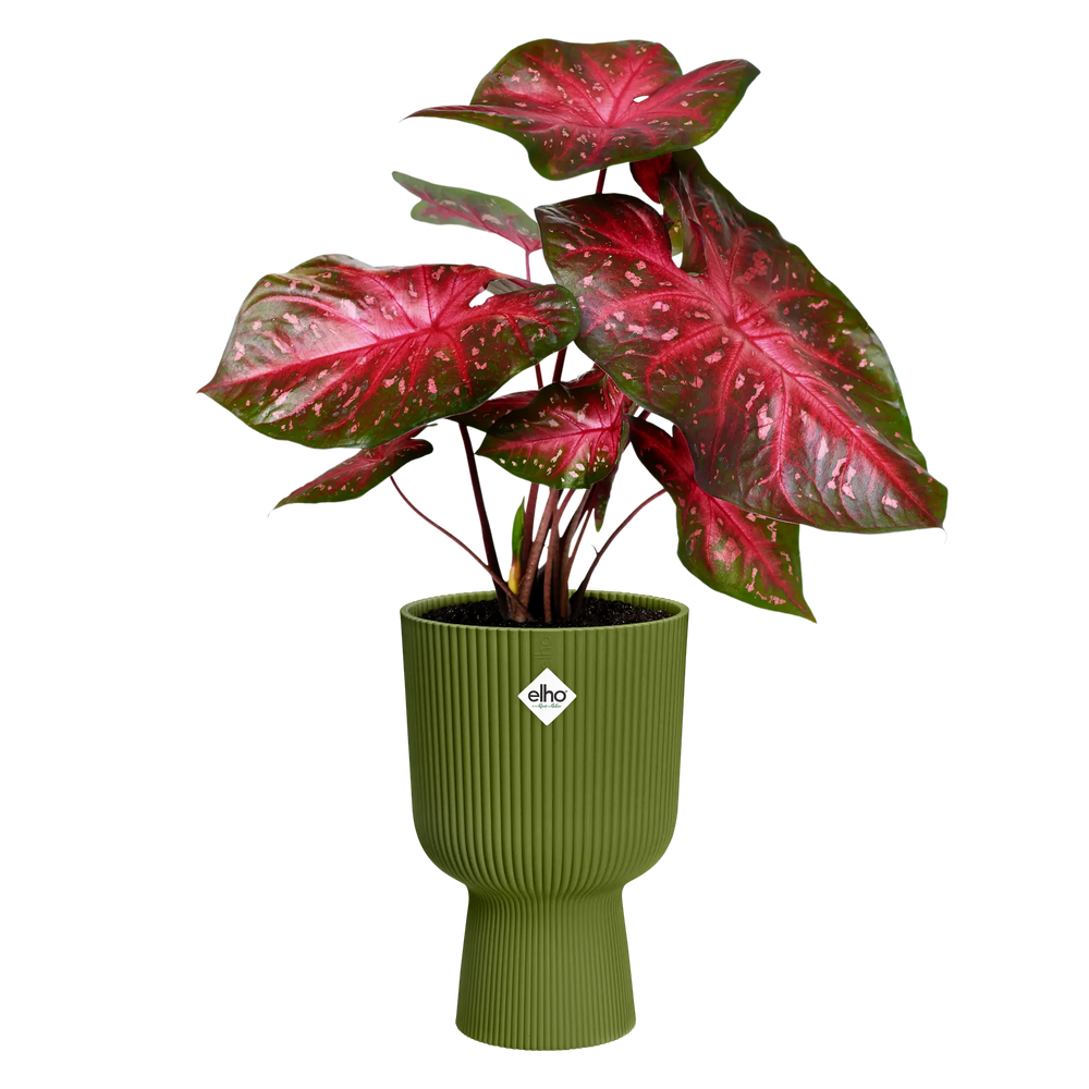 Elho Vibes fold plantenbak met rode plant, olijfgroen geribd