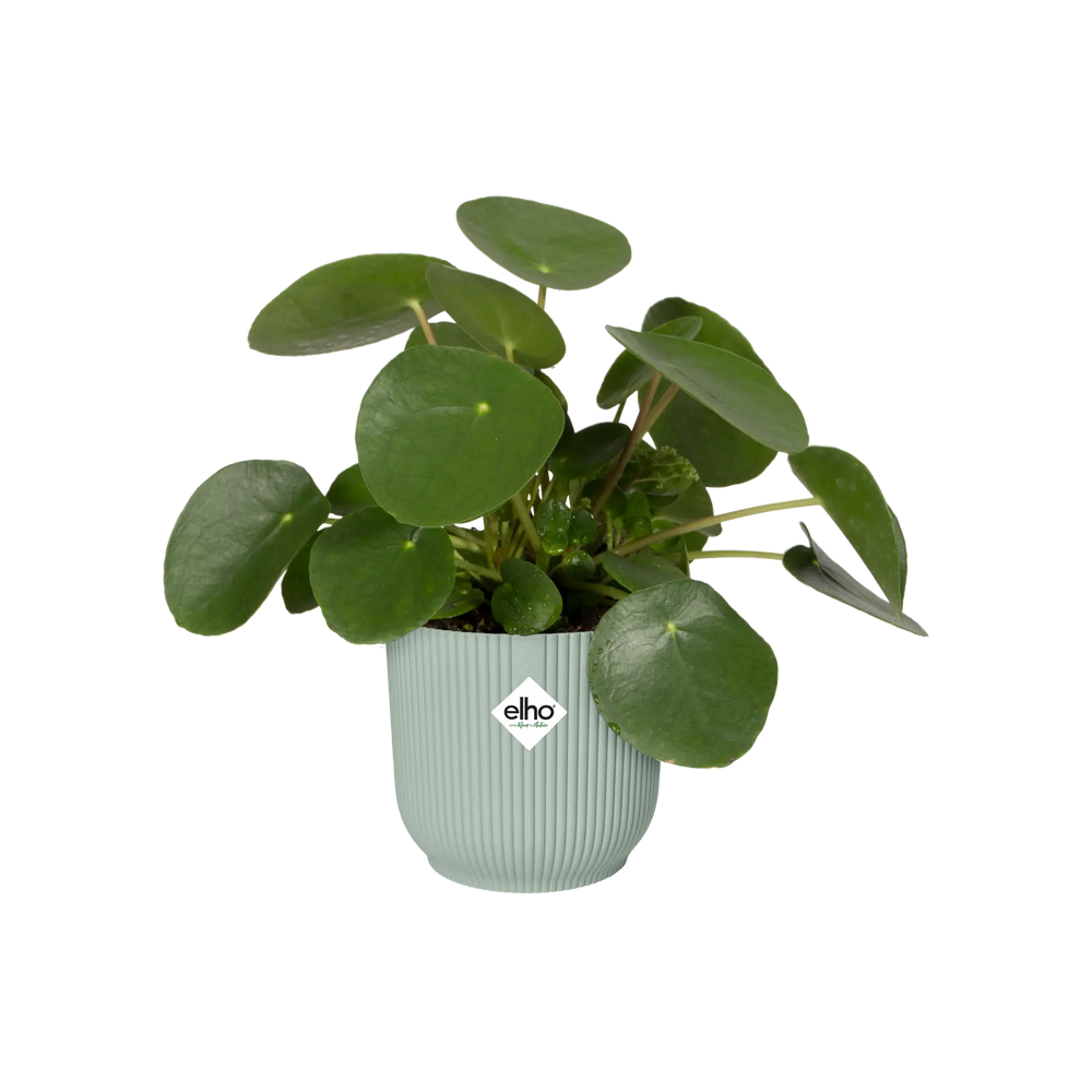 Mini plantenbak met verticale ribbels in sorbetgroen, met groene kamerplant
