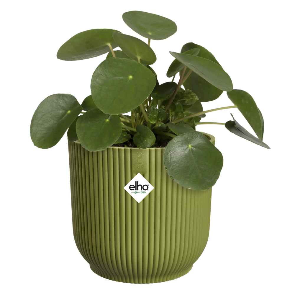 Groene ronde bloempot met geribbelde vouwstructuur, met kleine groene bladeren erin