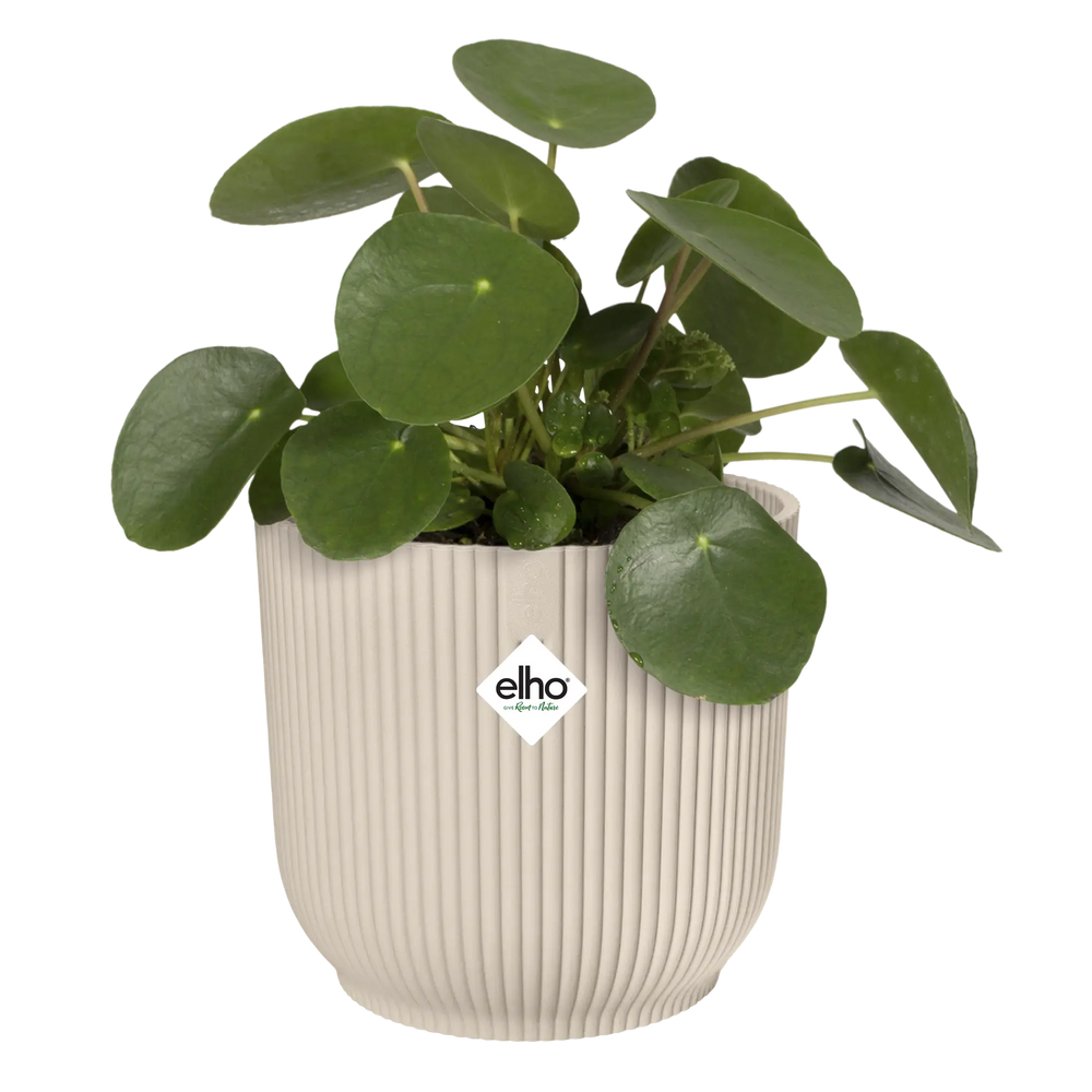 Witte geribbelde bloempot met groene bladeren