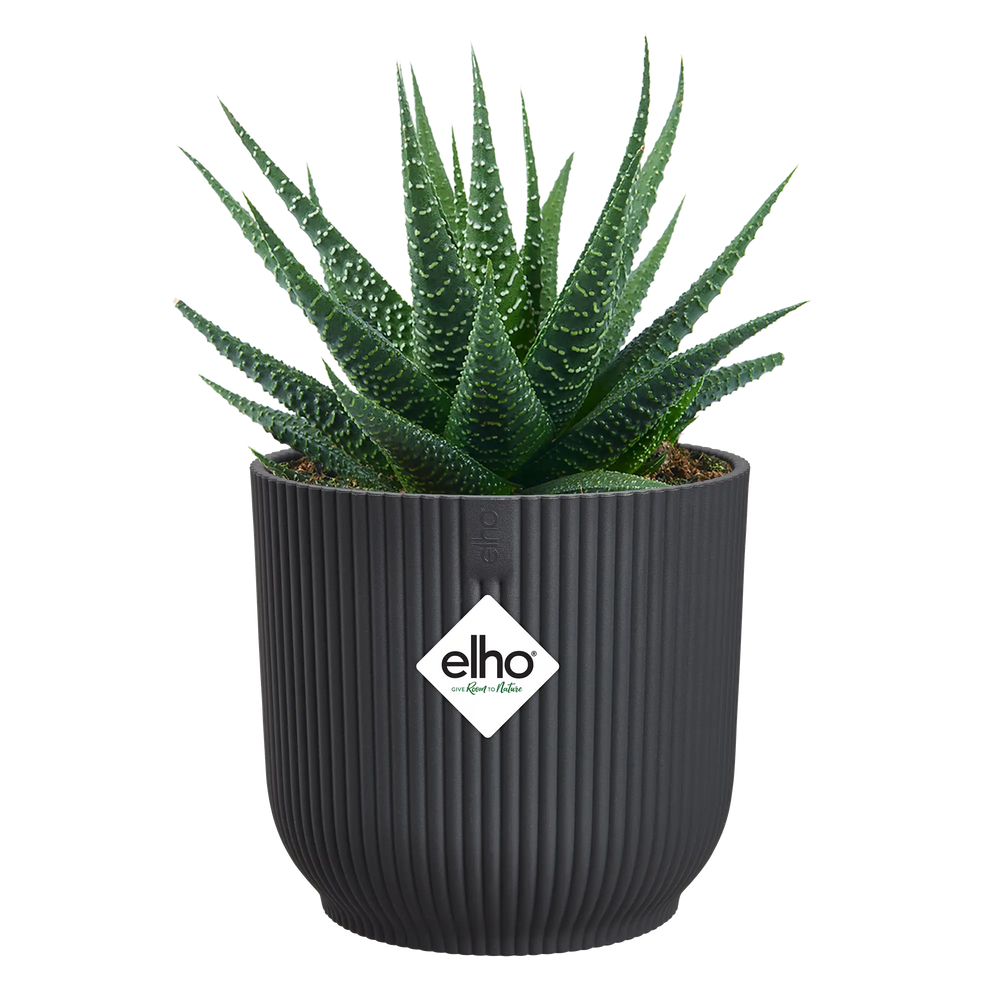 Antracietkleurige ronde bloempot met ribbels, met vetplant erin